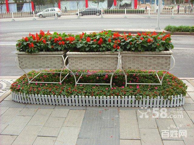 深圳办公室内外绿植苗木出售,花卉租摆,园林绿化养护