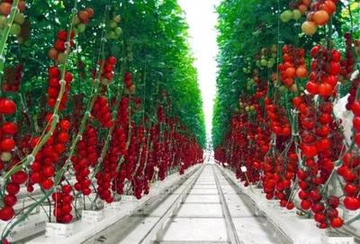 “弹丸小国”荷兰何以成为世界第二大农产品出口国